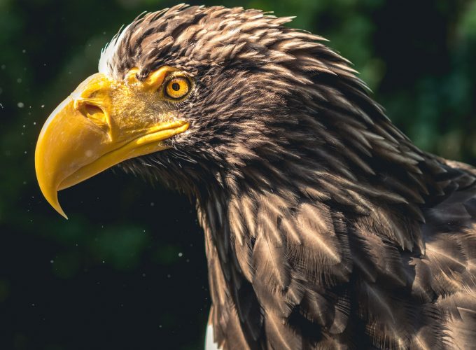 Wallpaper eagle, bird, 4k, Animals 623065015